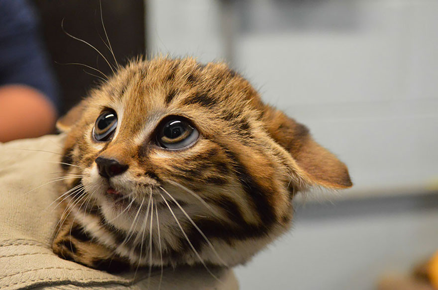 The black-footed cat
