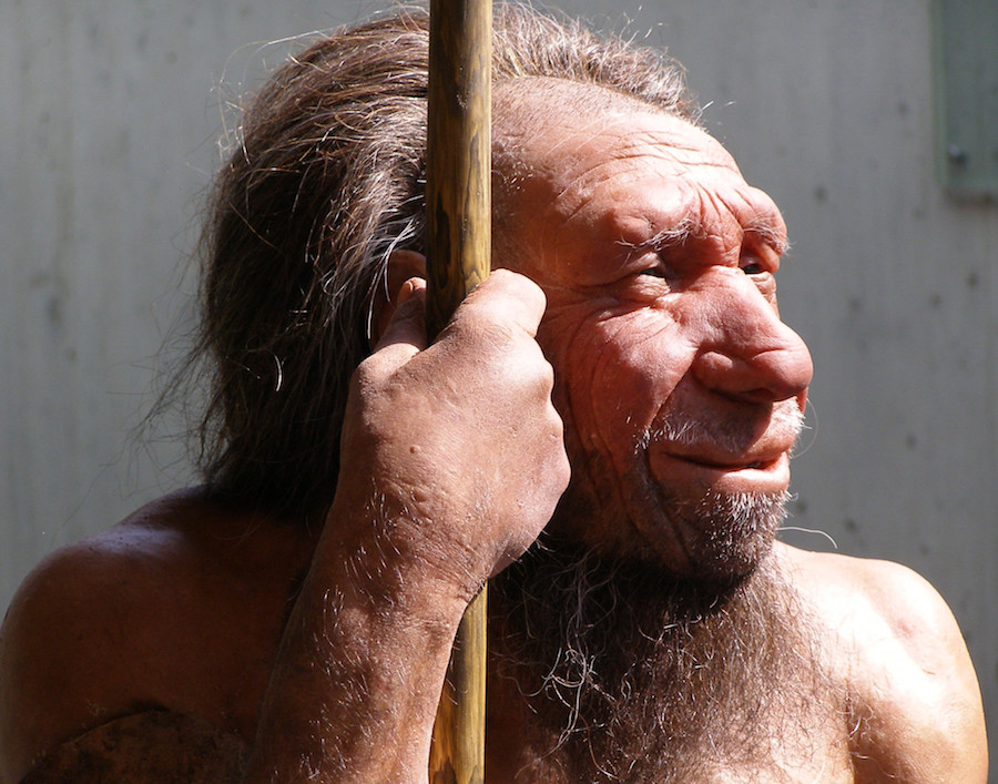 Neanderthal brain was larger than the modern human brain.