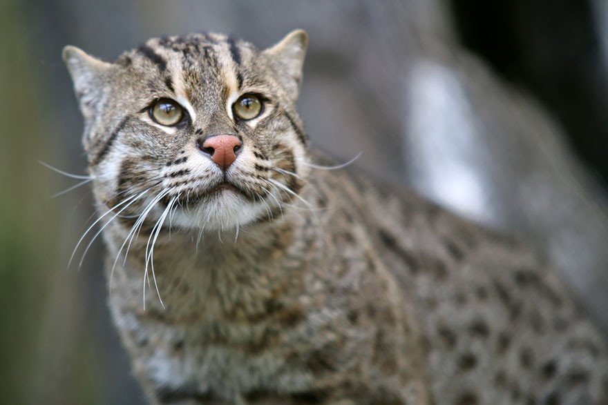civet cat or fishing cat