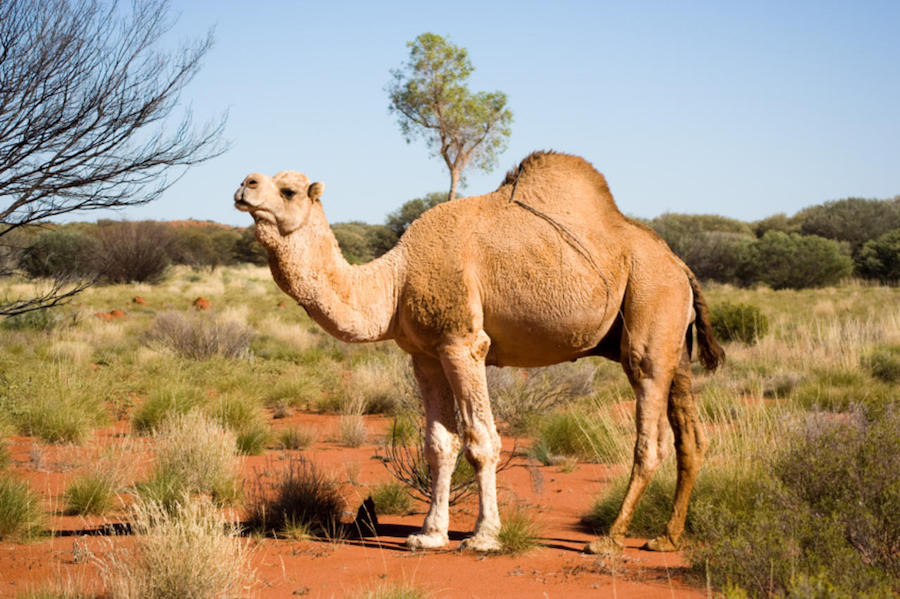 Saudi Arabia imports camels from Australia.