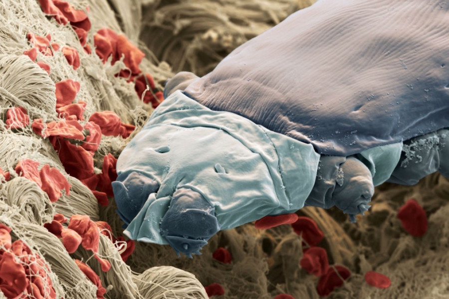 Most of us have Demodex mites that live on our eyelashes. These microscopic mites have claws and mouths.